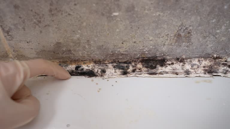 Best Mold Prevention Services  in Salamanca, NY